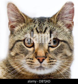 Un primo piano immagine di un gatto faccia su uno sfondo bianco. Foto Stock