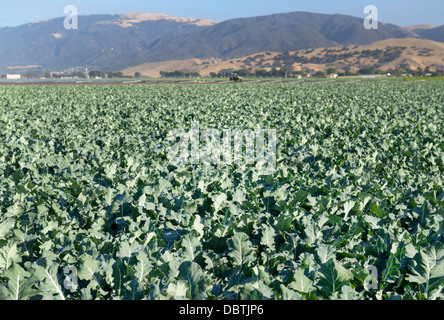Campo di cavolo, Valle di Salinas, CA centrale Foto Stock
