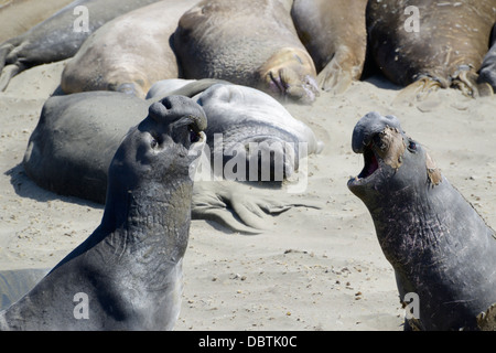 Northern elephant guarnizioni, Mirounga angustirostris tirato fuori a PIEDRAS BLANCAS Beach, San Simeone, CA Foto Stock