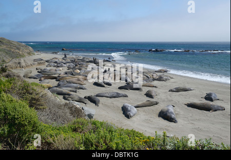 Northern elephant guarnizioni, Mirounga angustirostris tirato fuori a PIEDRAS BLANCAS Beach, San Simeone, CA Foto Stock