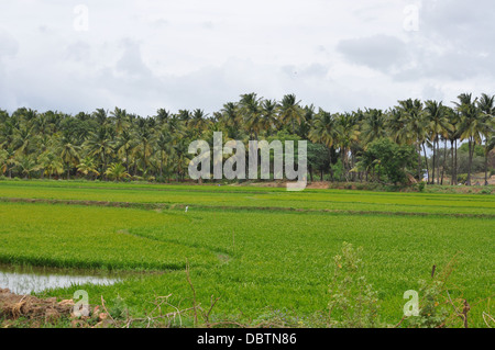 Gli alberi di cocco e risaie in India del Sud Foto Stock