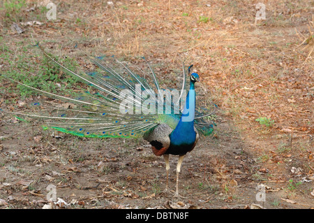 Peacock, Peafowl Foto Stock