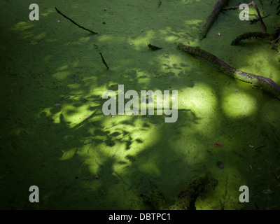 Ombre di foglie nella superficie di un lago coperto in un estate di alghe. Milton Keynes, Regno Unito. Foto Stock