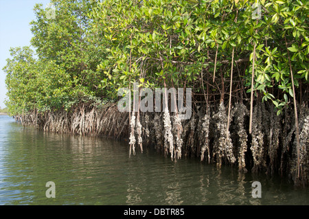 Le paludi di mangrovie con ostriche crescere le radici, Makasutu, Gambia, Africa occidentale, Africa Foto Stock