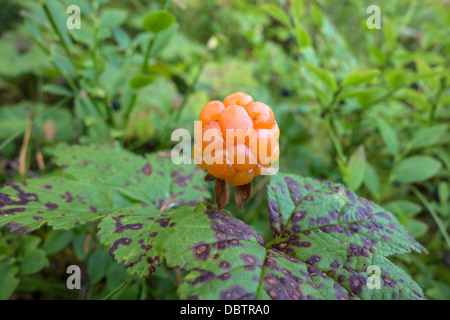 Cloudberry fresca closeup nella foresta Foto Stock