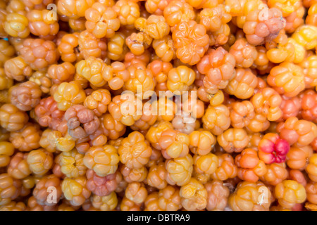 Nuvola Fresca-berry background closeup Foto Stock