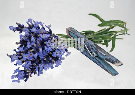 Lavanda Foto Stock