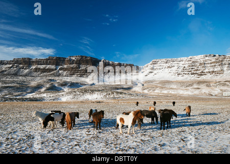 Cavalli islandesi, Islanda, regioni polari Foto Stock