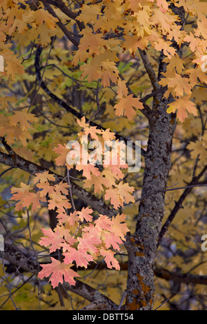 Giallo, arancione, e foglie rosse su un dente grande Acero (Acer grandidentatum) in autunno, Parco Nazionale Zion, Utah, Stati Uniti d'America Foto Stock