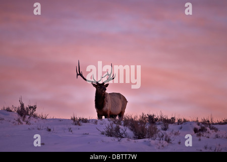 Bull elk (Cervus canadensis) al tramonto in inverno, il Parco Nazionale di Yellowstone, Wyoming, Stati Uniti d'America Foto Stock