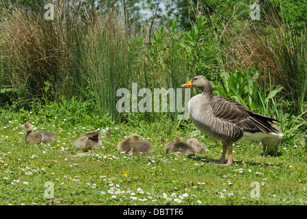 Oca Graylag - Anser anser adulto con pulcini di erba Foto Stock