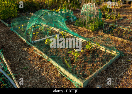 Letto rialzato con rete contenente giovani piante di zucchine in un'assegnazione britannica. Foto Stock