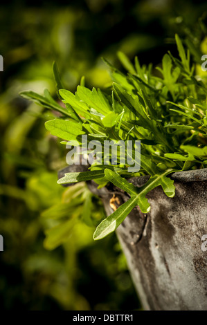 Wild Rocket crescente nella benna galvanizzato Foto Stock