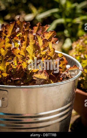 Le giovani foglie rosse di lattuga Lollo Rosso crescono in secchio galvanizzato, in un giardino inglese. Foto Stock