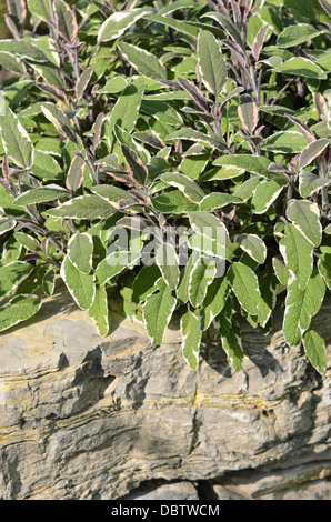 Comune di salvia (Salvia officinalis 'tricolore') Foto Stock