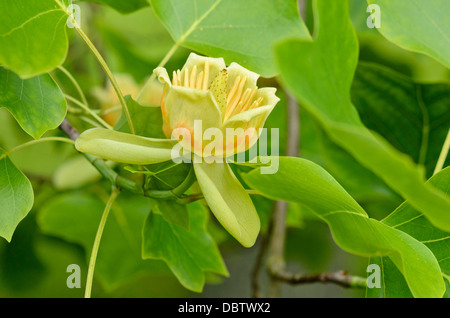 American tulip tree (liriodendron tulipifera) Foto Stock