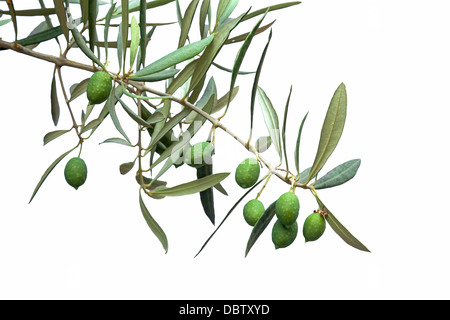 Green Olive Branch isolato su bianco Foto Stock