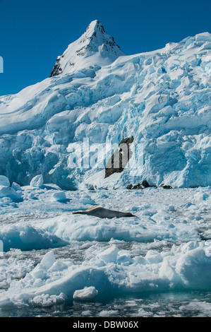 Guarnizione di Leopard (Hydrurga leptonyx) giacente su un ripiano di ghiaccio, Cierva Cove, Antartide, regioni polari Foto Stock