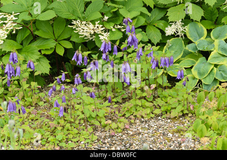 Avvistato campanula (Campanula punctata) Foto Stock