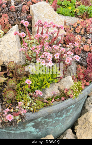 Houseleeks (sempervivum) e stonecrops (sedum) in una vasca di fiori Foto Stock