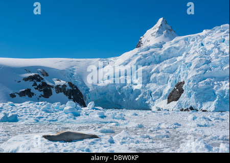 Guarnizione di Leopard (Hydrurga leptonyx) di fronte a ghiacciai del Cierva Cove, Antartide, regioni polari Foto Stock