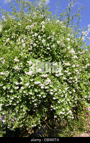 Rambler (rosa Paul's Himalayan Musk) Foto Stock