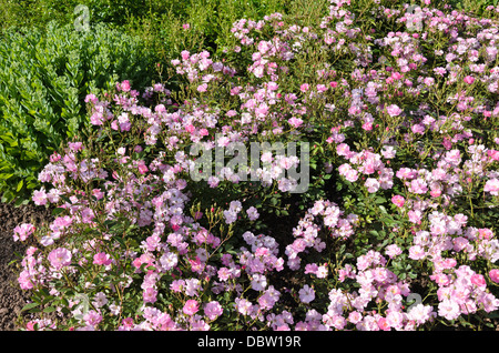 La copertura del terreno rosa (rosa lavanda sogno) Foto Stock