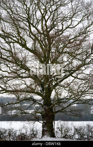 Una quercia sorge orgoglioso in un campo del Sussex. Foto Stock
