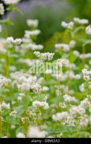Comune di grano saraceno (Fagopyrum esculentum) Foto Stock