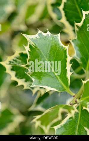 Agrifoglio comune (Ilex aquifolium "argentea marginata') Foto Stock