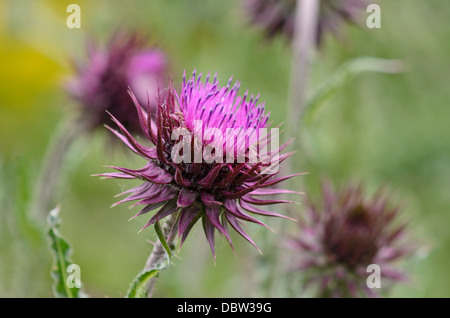 Musk thistle (carduus nutans) Foto Stock