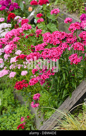 Dolce william (Dianthus barbatus) Foto Stock