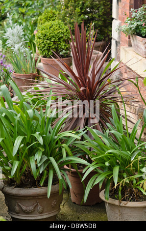 Cabbage tree (Cordyline australis 'Purpurea') and African lily (Agapanthus) Foto Stock