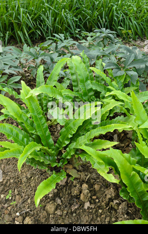 Hart la linguetta (felci Asplenium scolopendrium syn. phyllitis scolopendrium) Foto Stock