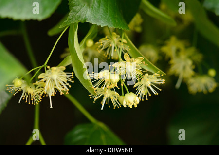 Comune di tiglio (Tilia x europaea) Foto Stock