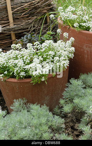 Sweet alyssum (Lobularia maritima) e Schmidt di artemisia (Artemisia schmidtiana) Foto Stock