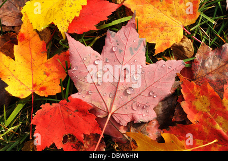 Close-up di bagnato di acero colorato Foglie di autunno in autunno / Autunno