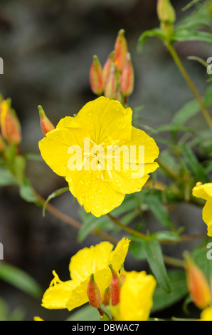 A stretta lasciava sundrops (oenothera fruticosa 'youngii' syn. oenothera tetragona 'youngii') Foto Stock