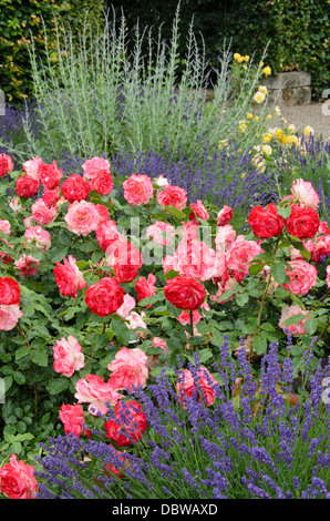 Rosa (rosa jubilé du prince de monaco) e comuni alla LAVANDA (Lavandula angustifolia) Foto Stock