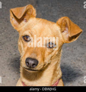 Carino senzatetto lo zenzero cucciolo di mongrel hanno bisogno di una casa e una amici Foto Stock