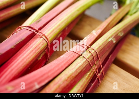 Rabarbaro fresco a New Hampshire mercato agricolo Foto Stock