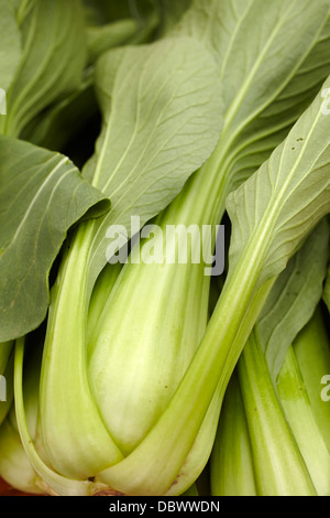 Fresh cavolo cinese in un mercato agricolo, Portsmouth, NH Foto Stock
