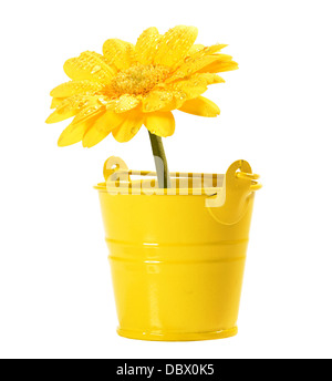 Fiore giallo di gerbera in piccolo giallo isolato della benna su bianco Foto Stock