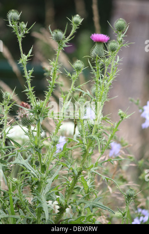 Bull thistle è trovato comunemente lungo sentieri e strade a campi vuoti. Foto Stock