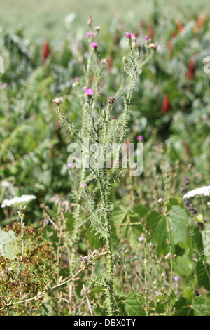 Bull thistle è trovato comunemente lungo sentieri e strade a campi vuoti. Foto Stock