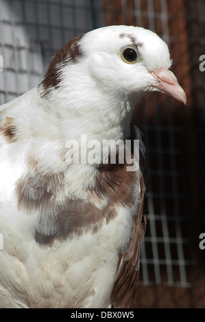 Close up di uccello in un animale centro di salvataggio. Foto Stock