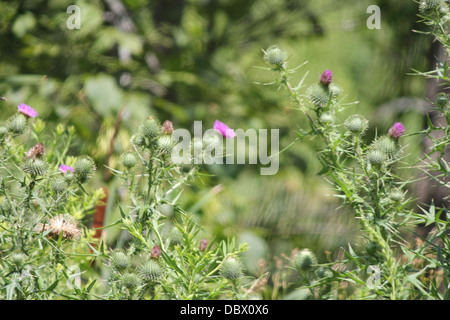 Bull thistle è trovato comunemente lungo sentieri e strade a campi vuoti. Foto Stock