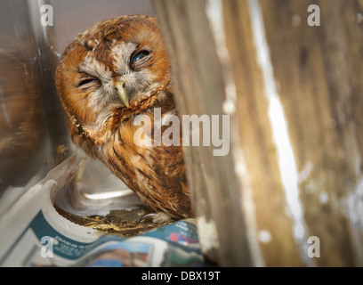 Close up di un allocco in un animale centro di salvataggio. Foto Stock