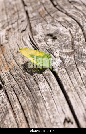 Melissa variegata di erba appena raccolto dal giardino. Foto Stock