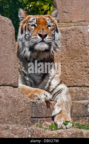 Aysha, tigre del Bengala (panther tigri tigri), Isola di Wight Zoo, Sandown, Isle of Wight, Hampshire, Inghilterra Foto Stock